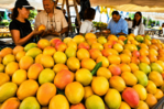 Mango Mingolo destaca en Feria del Mango Baní