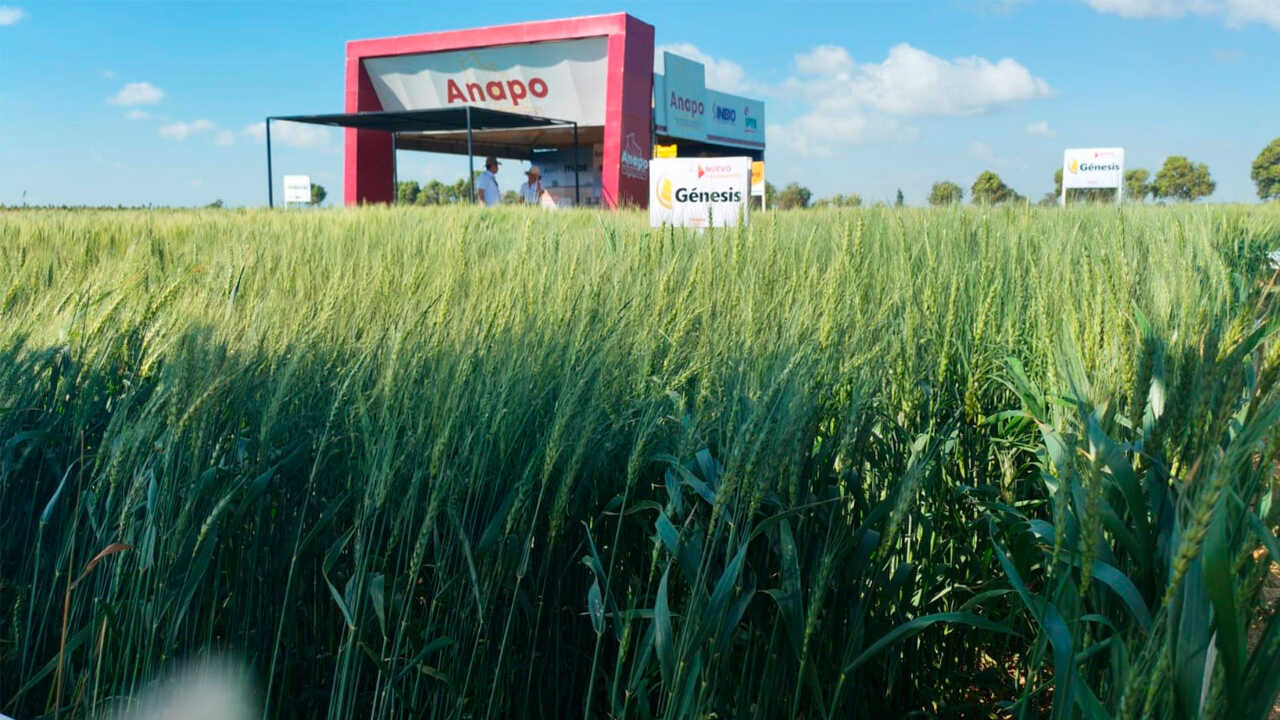 Sequía e incertidumbre económica provocan que Bolivia solo produzca el 12% de la demanda de trigo