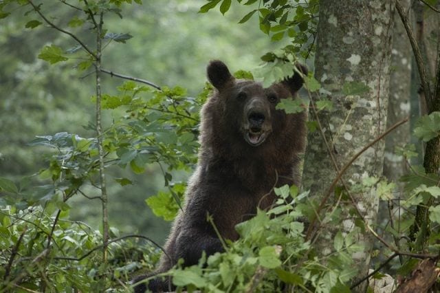 Divlje svinje šetaju Mrčajevcima, a medvedi po Pridvorici