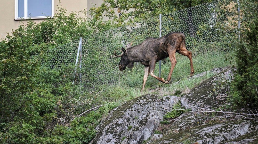 Därför dyker älgarna upp i stadsmiljöer: ”Förvirrade tonåringar”