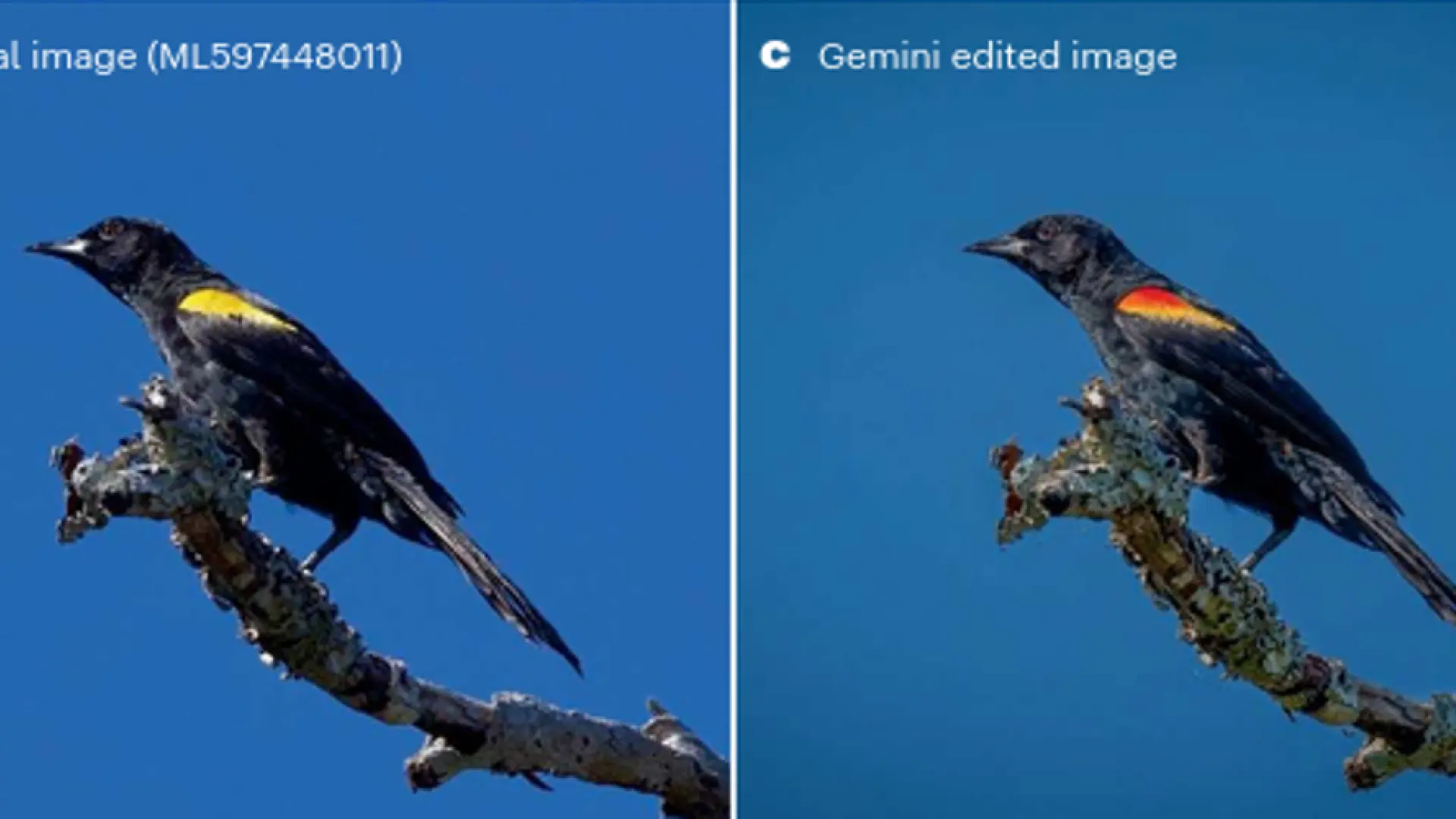  La IA está provocando que las investigaciones sobre aves peligren a causa de las imágenes falsas que se publican 