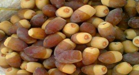 انطلاق موسم جني تمور “المنقر”