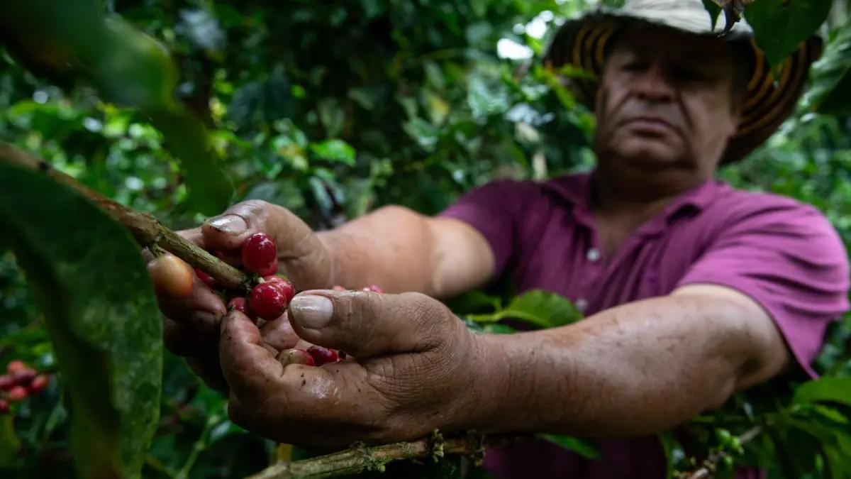 Revaluación del peso frente al dólar genera preocupación en el sector cafetero: ¿cuánto se pierde por carga?