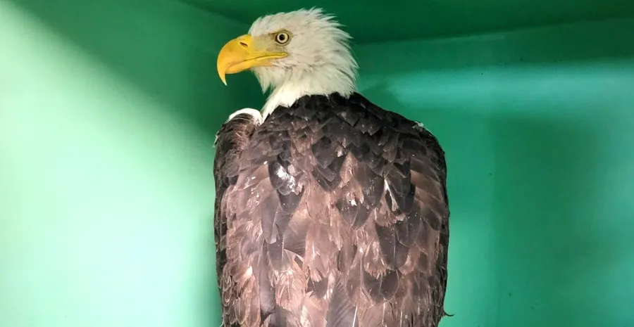 Jackie the bald eagle suffered no major injuries in attack, experts say