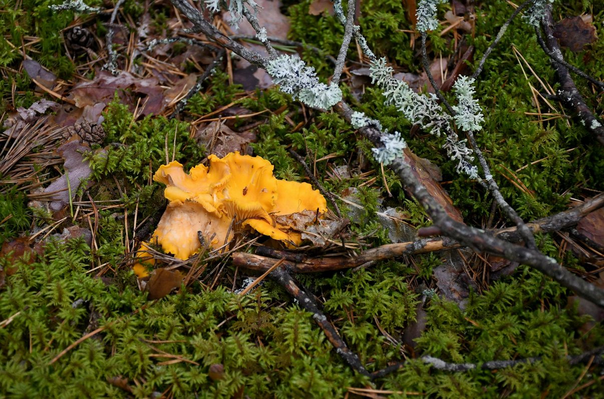 Expert: Don't eat second-class mushrooms
