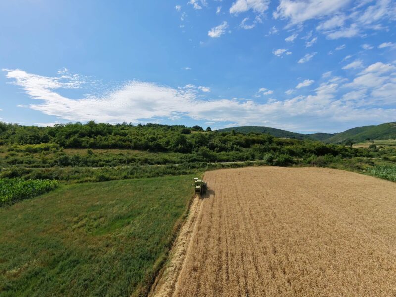 Žetva u svrljiškom kraju ulazi u završnicu: Na njivama se radi od jutra do mraka