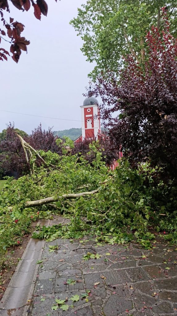 NEVREME U GUČI OBORILO STABLA