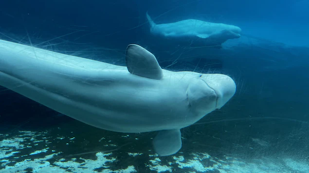  Ottawa approuve le déménagement des bélugas de Marineland à l’étranger 