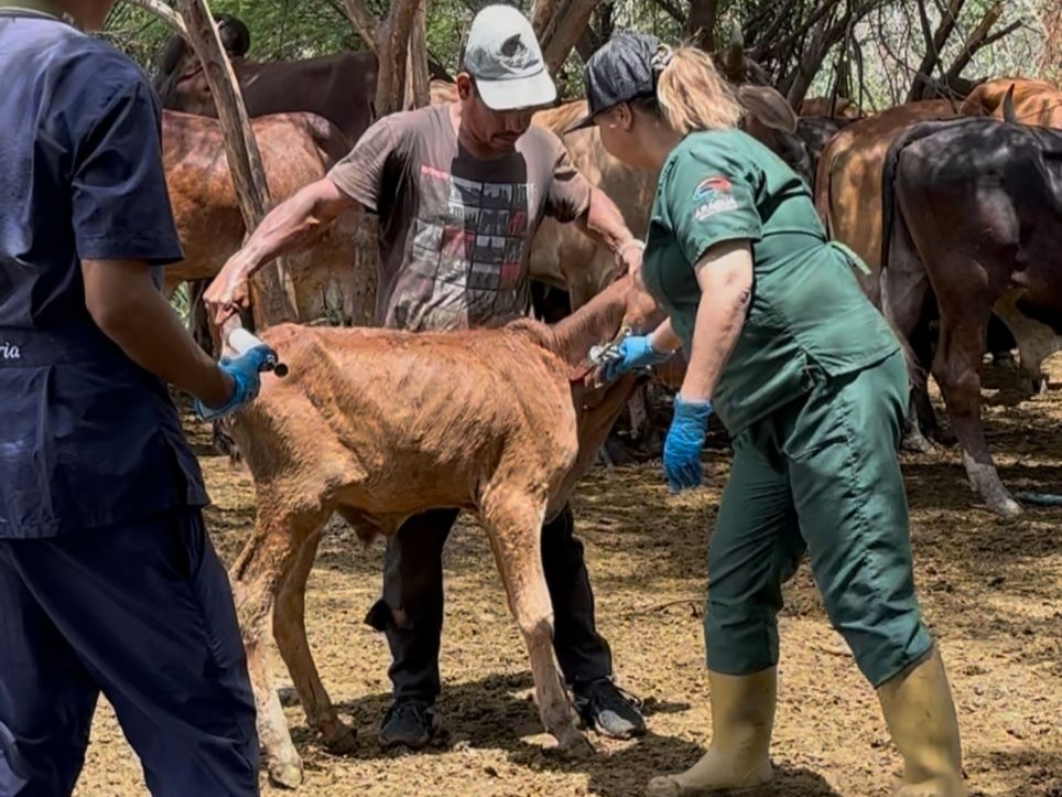 Inician vacunación bovina contra la fiebre aftosa