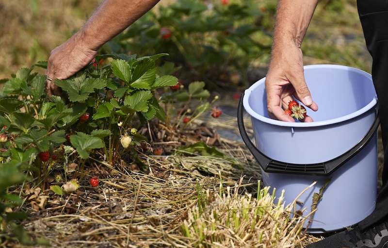 Finland grants visas to only 123 Thai berry pickers