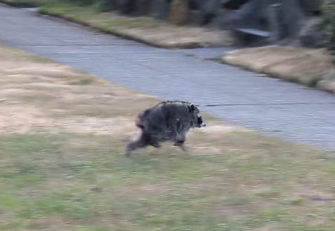 Meet Jimothy, the unusually round Seattle raccoon capturing hearts worldwide