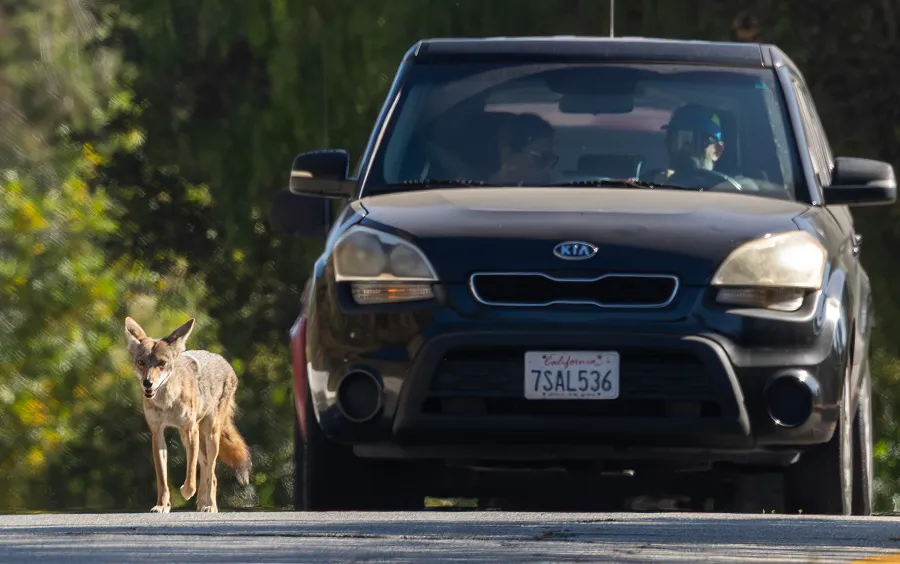 Why more dead animals are turning up on L.A. streets