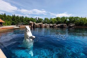 CP NewsAlert: Six whales being moved out of Marineland, headed to U.S.