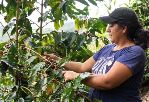 Ecuador’s Amazon coffee farmers get ahead of Europe’s new anti-deforestation import rules