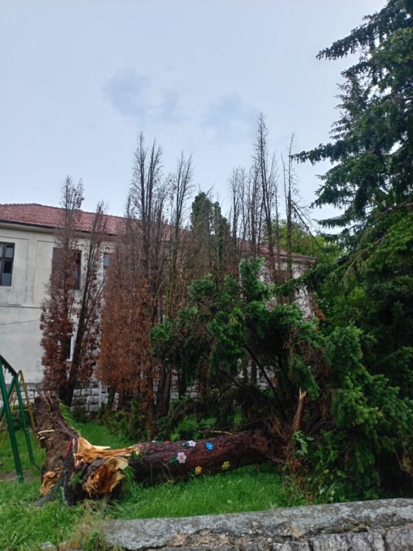 Nevreme napravilo štetu u Lalincu: Stablo palo u dvorištu škole