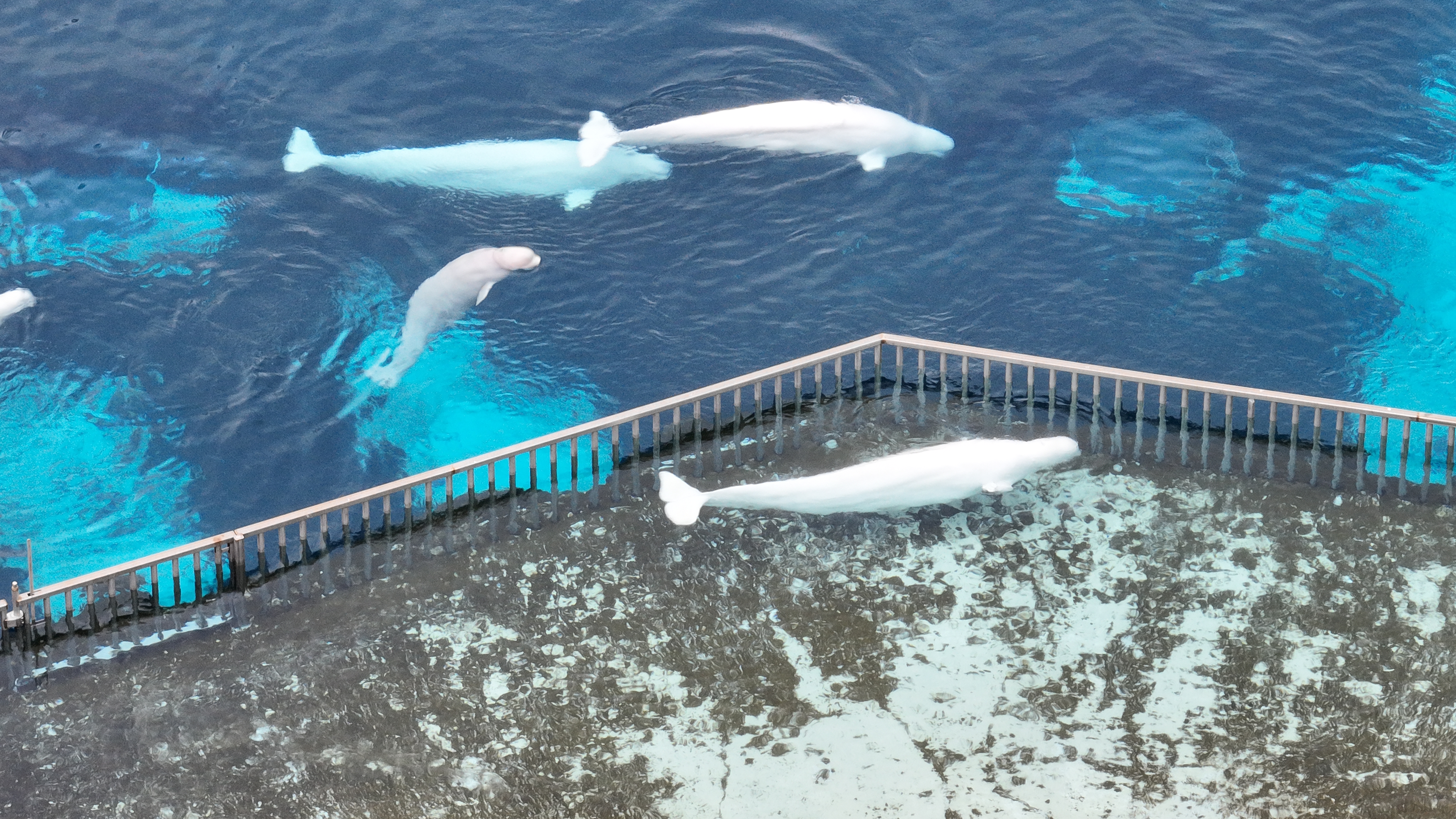 Canada endorses plan to send remaining Marineland belugas to Spain, across U.S.