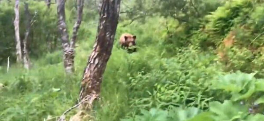 "UMREĆEMO, ZAISTA ĆEMO UMRETI" Planinari oči u oči sa grizlijima - jedan se našao ispred, jedan iza njih, a onda...