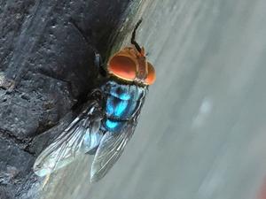 What to know about the New World screwworm fly and its reappearance in the US