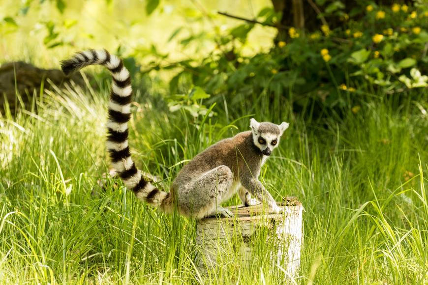„Asi šel trsat.“ Z ostravské zoo utekl „král Jelimán“, zahrada prosí o pomoc s hledáním