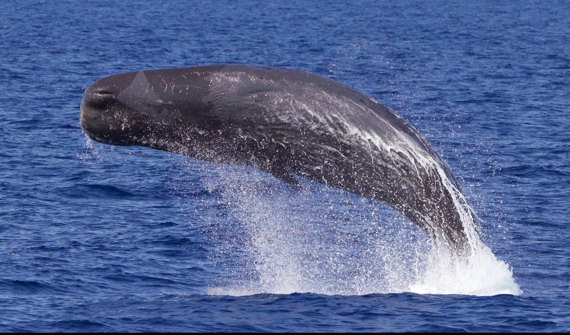 Taucher tanzt mit einem jungen Pottwal vor Mauritius