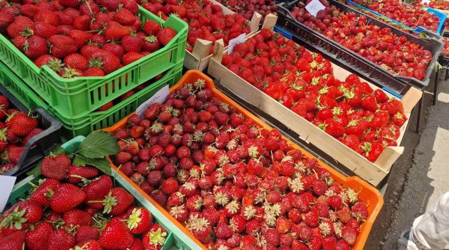 Karadorđevac ponovo u znaku jagoda – Proizvođači predstavili rod, a najbolji nagrađeni