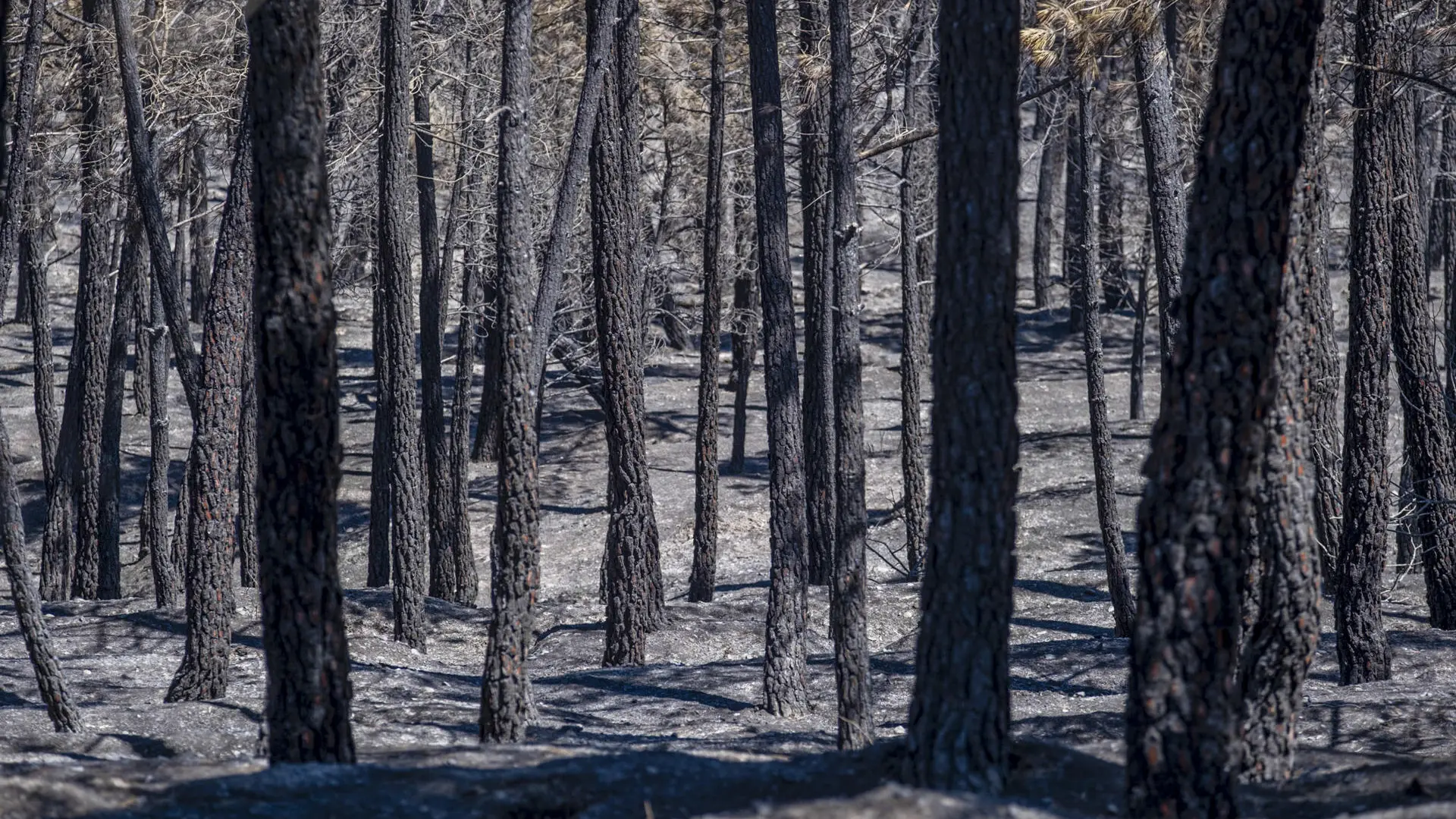  El incendio de La Mierla alcanza las 26.000 ha calcinadas y la buena evolución en Orés permite a los vecinos volver a casa 