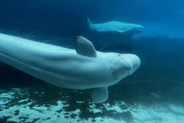 Marineland begins transporting 6 beluga whales to U.S. aquariums