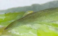 Parasita mortal é detectado em gado nos EUA e ameaça produção de alimentos