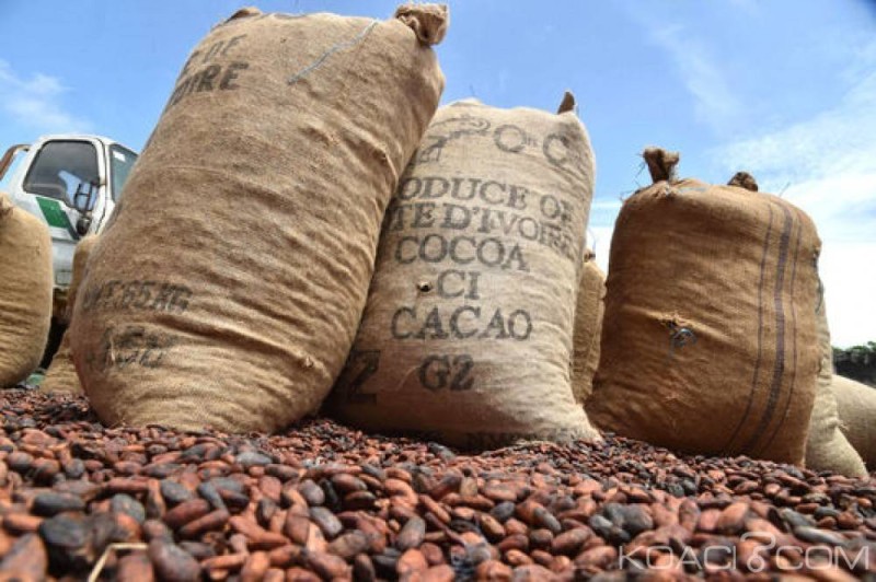 Filière café-cacao : pourquoi un audit de la liste de l'OIA s'impose