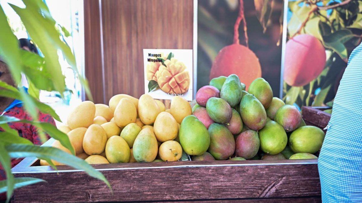
                Expo Mango 2026: Baní se afianza como líder en producción y exportación del mango dominicano
            
