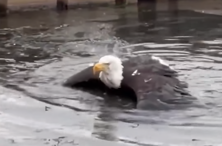 One half of Big Bear's famous bald eagle couple thought to be injured, rescued after eagle-on-eagle attack
