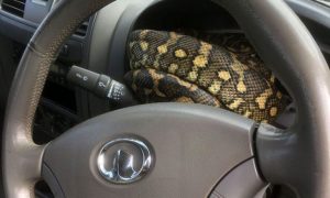 Zmije u automobilu nisu rijetkost: Saznajte zašto se pojavljuju i kako ih spriječiti