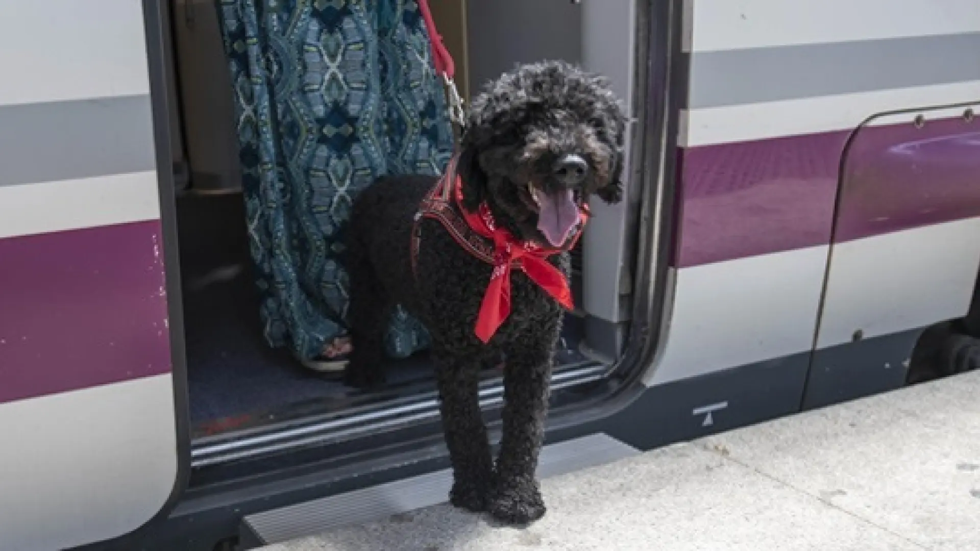  Renfe confía en sus escasos interventores para solventar problemas por que los perros viajen en sus trenes 