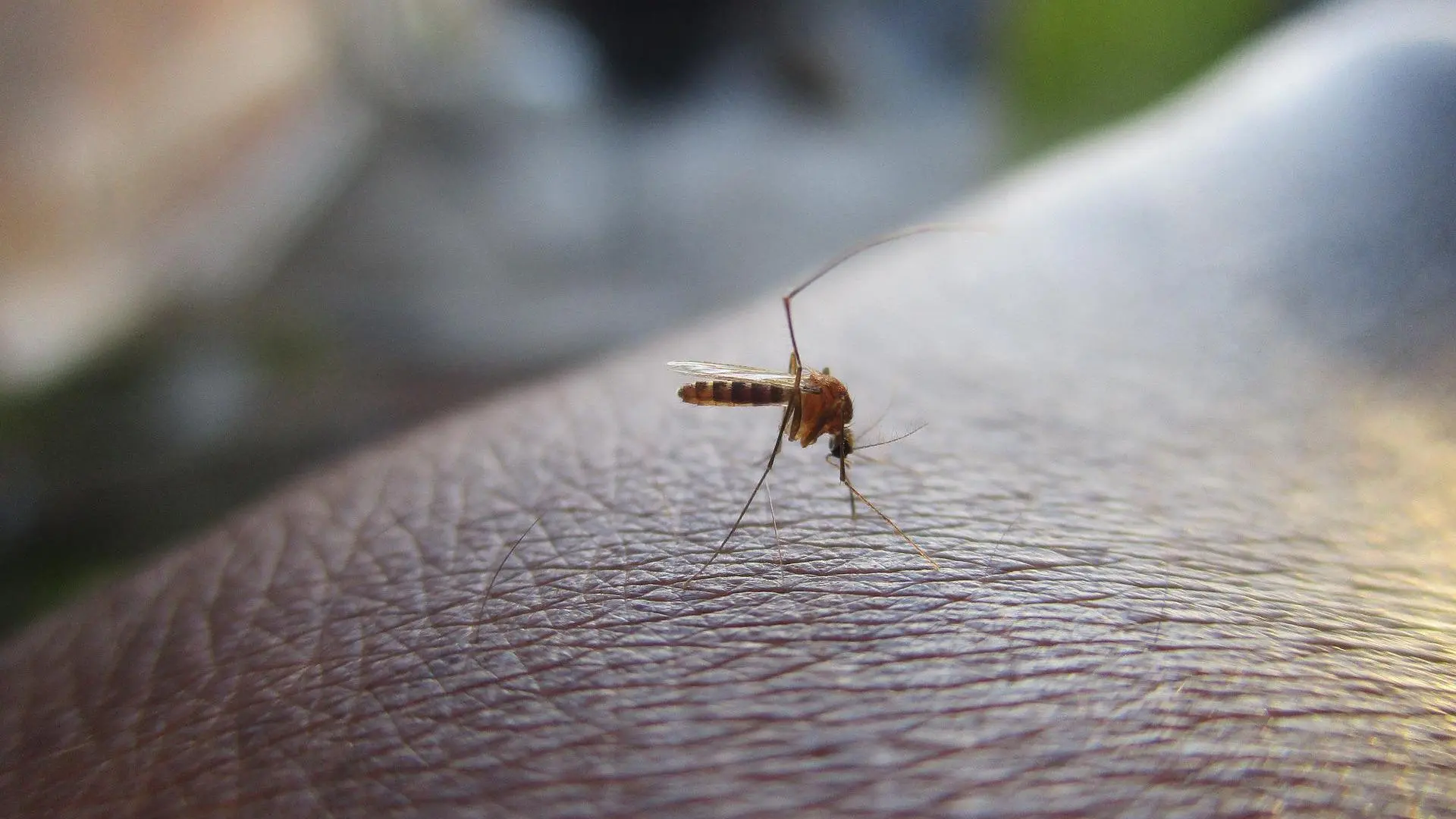  Cuando un mosquito nos pica: las dos complicaciones que debes tener en cuenta 