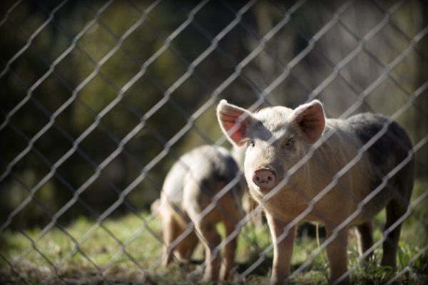 Ministarstvo objavilo nove podatke: Virovitičko-podravska i Osječko-baranjska županija u središtu borbe protiv afričke svinjske kuge