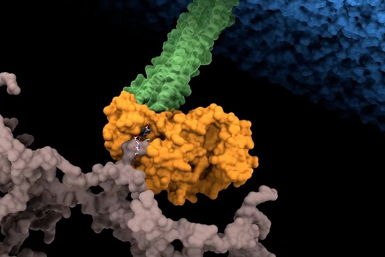 Representación del anclaje entre la membrana externa (azul) y la pared celular (gris) de 'Pseudomonas aeruginosa'.