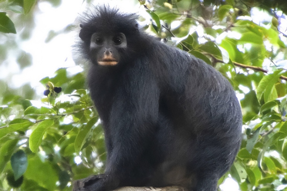Meet the likweli, a newly identified monkey that roars with its creamy orange mouth