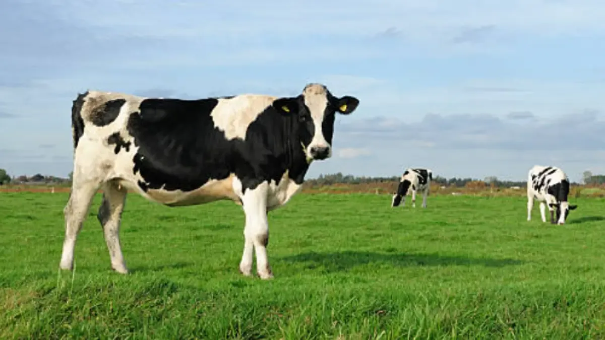 Una vaca rompe el récord de producción de leche con 108,7 litros en un día gracias al mejoramiento genético