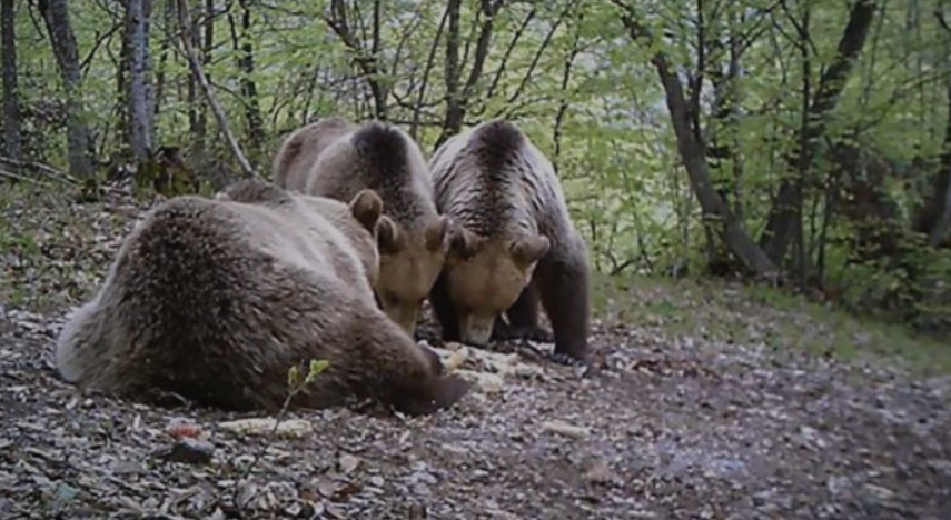 Mečka utrovo napadna stado ovci vo bitolsko