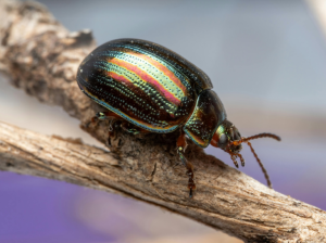 ¿Los insectos sienten dolor?