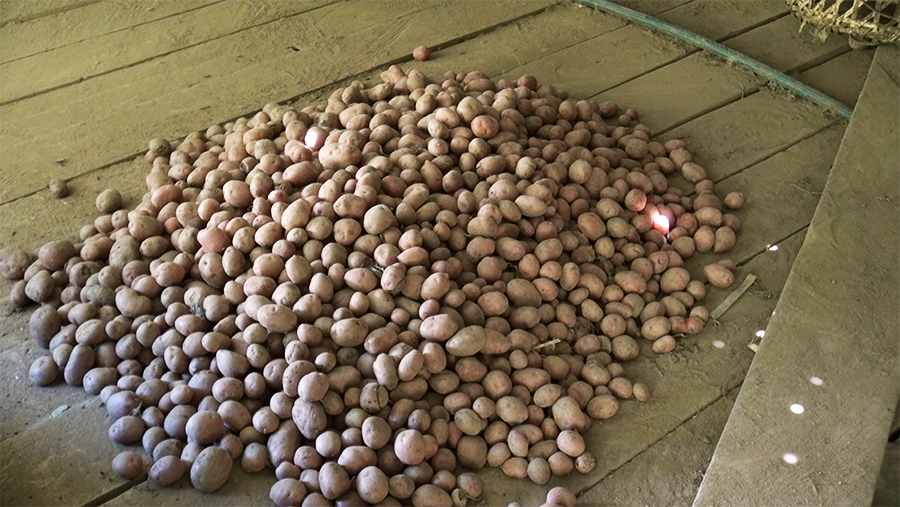 Poor potato harvest hits Trashigang farmers’ income